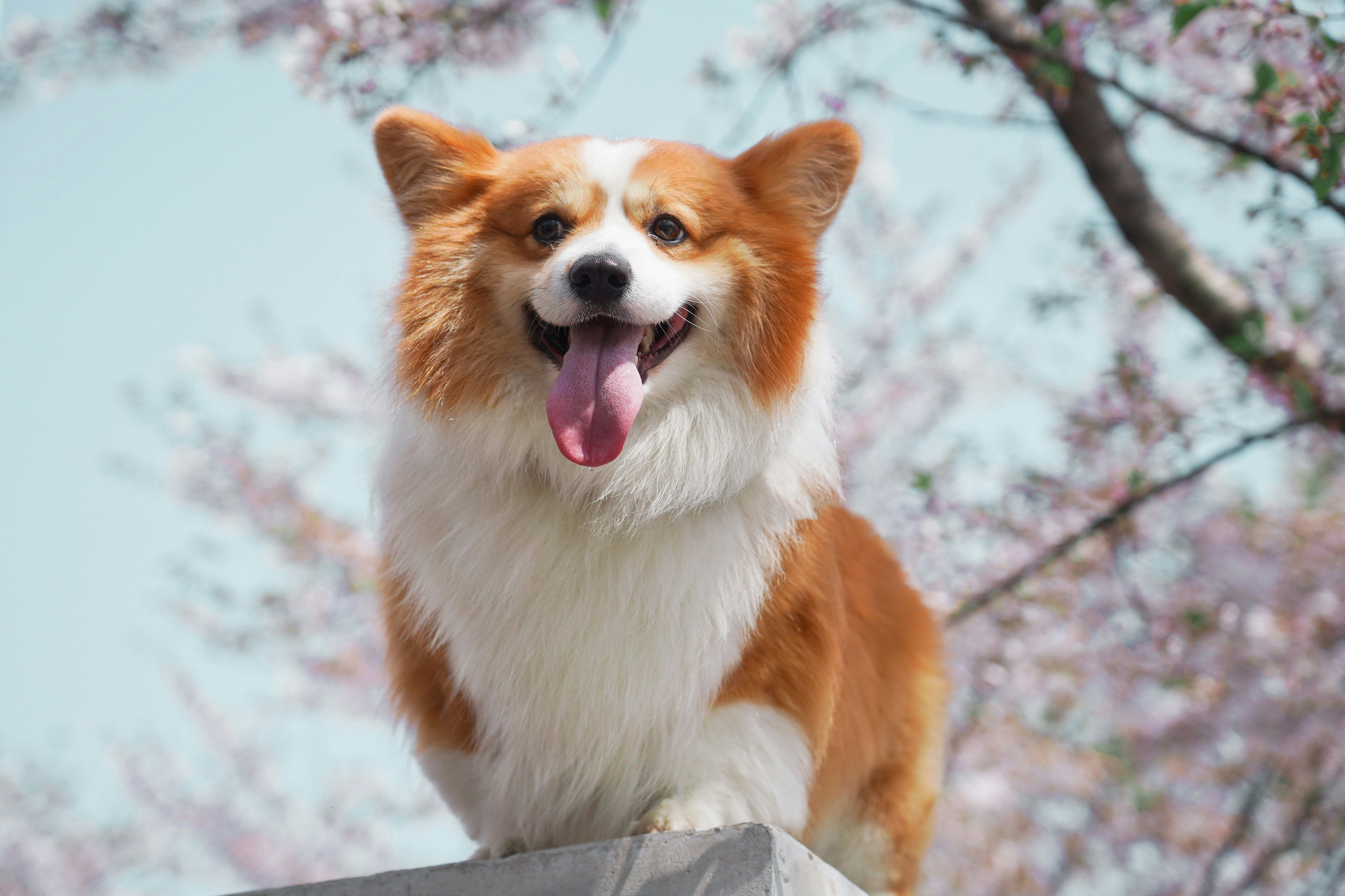 pet_img