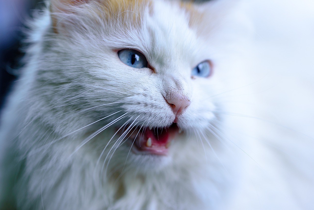 pet_img