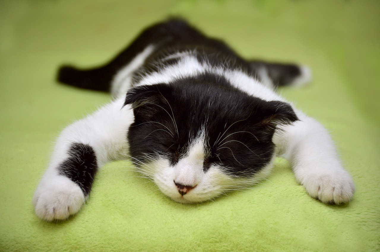 pet_img