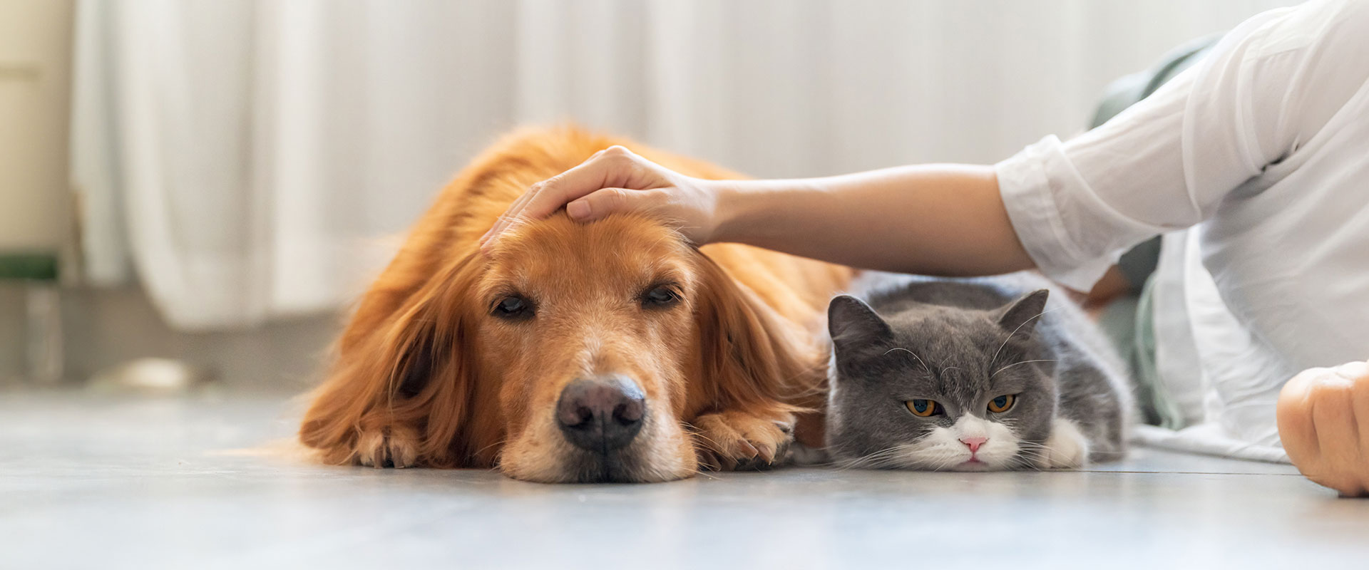 pet_img